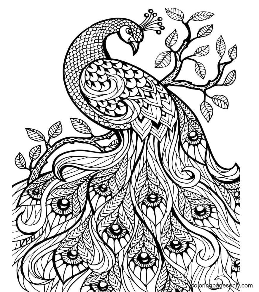 Peacock coloring pages printable for free download