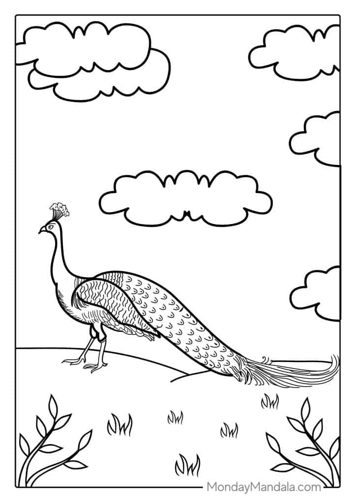 Peacock coloring pages free pdf printables