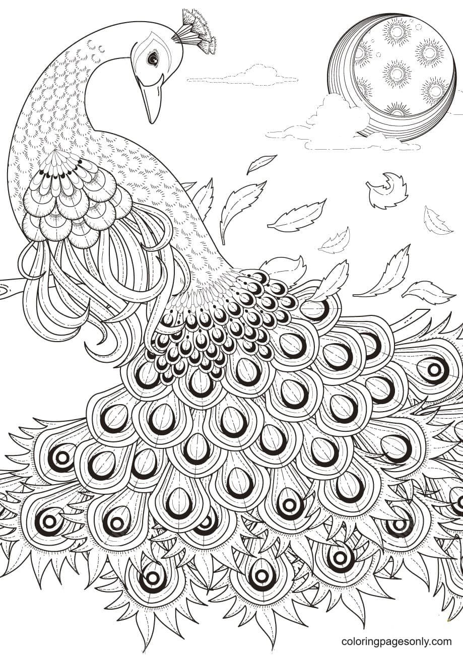 Peacock coloring pages printable for free download