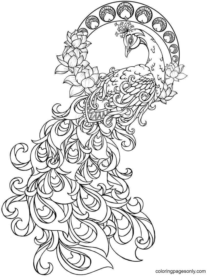 Peacock coloring pages printable for free download