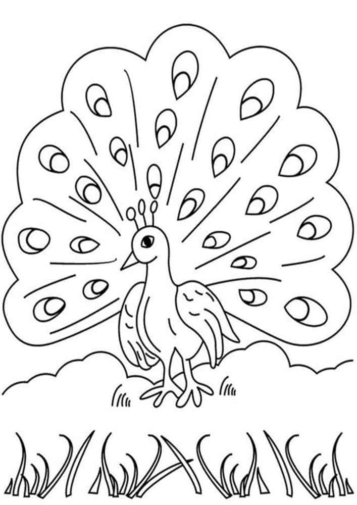 Free easy to print peacock coloring pages