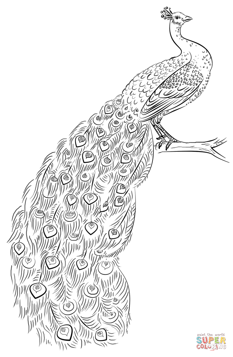 Peacock coloring page free printable coloring pages