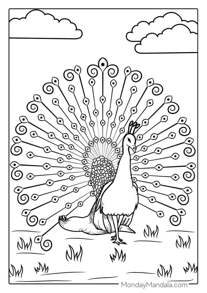 Peacock coloring pages free pdf printables