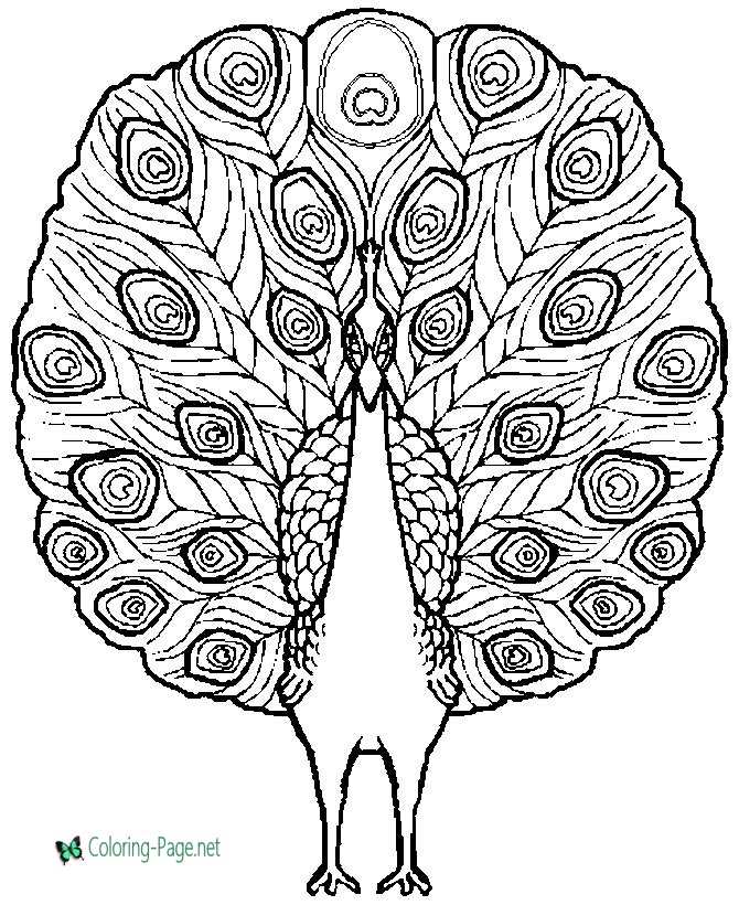 Peacock coloring pages