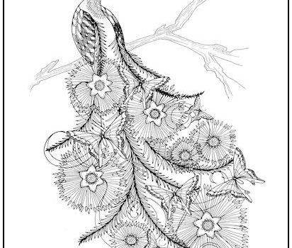 Tag peacock coloring page print it free