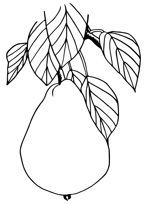 Pear drawing for coloring page free printable nurieworld