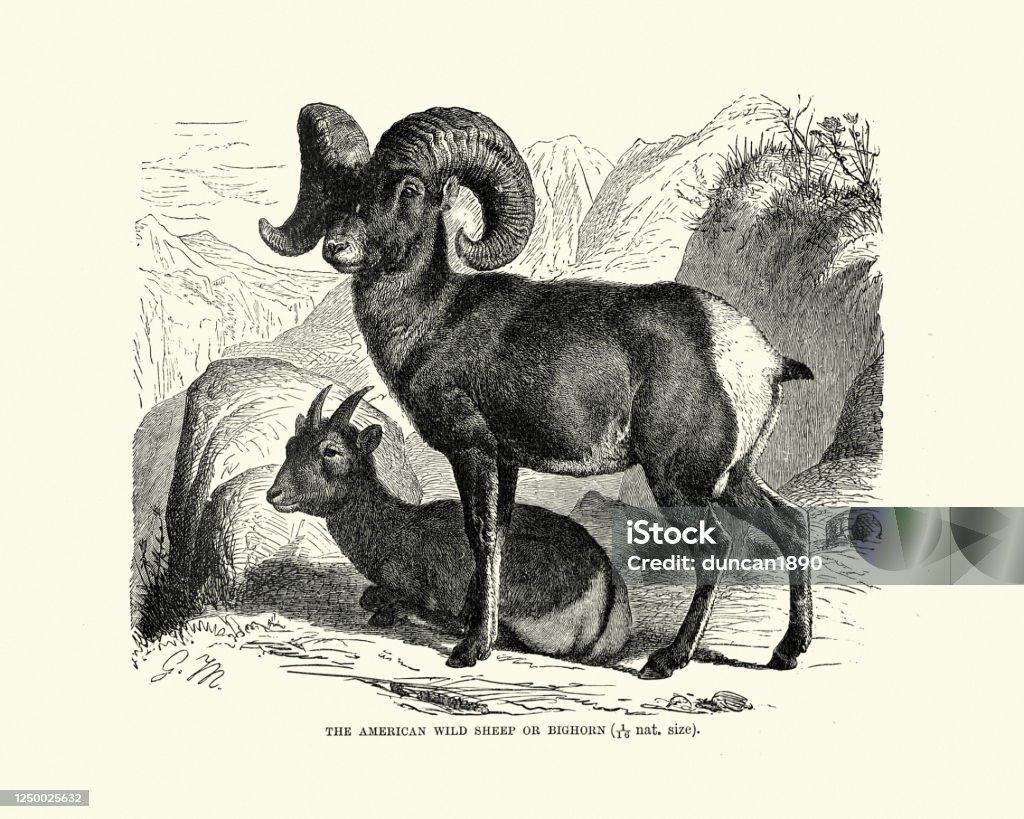 Pecora selvatica americana pecora bighorn