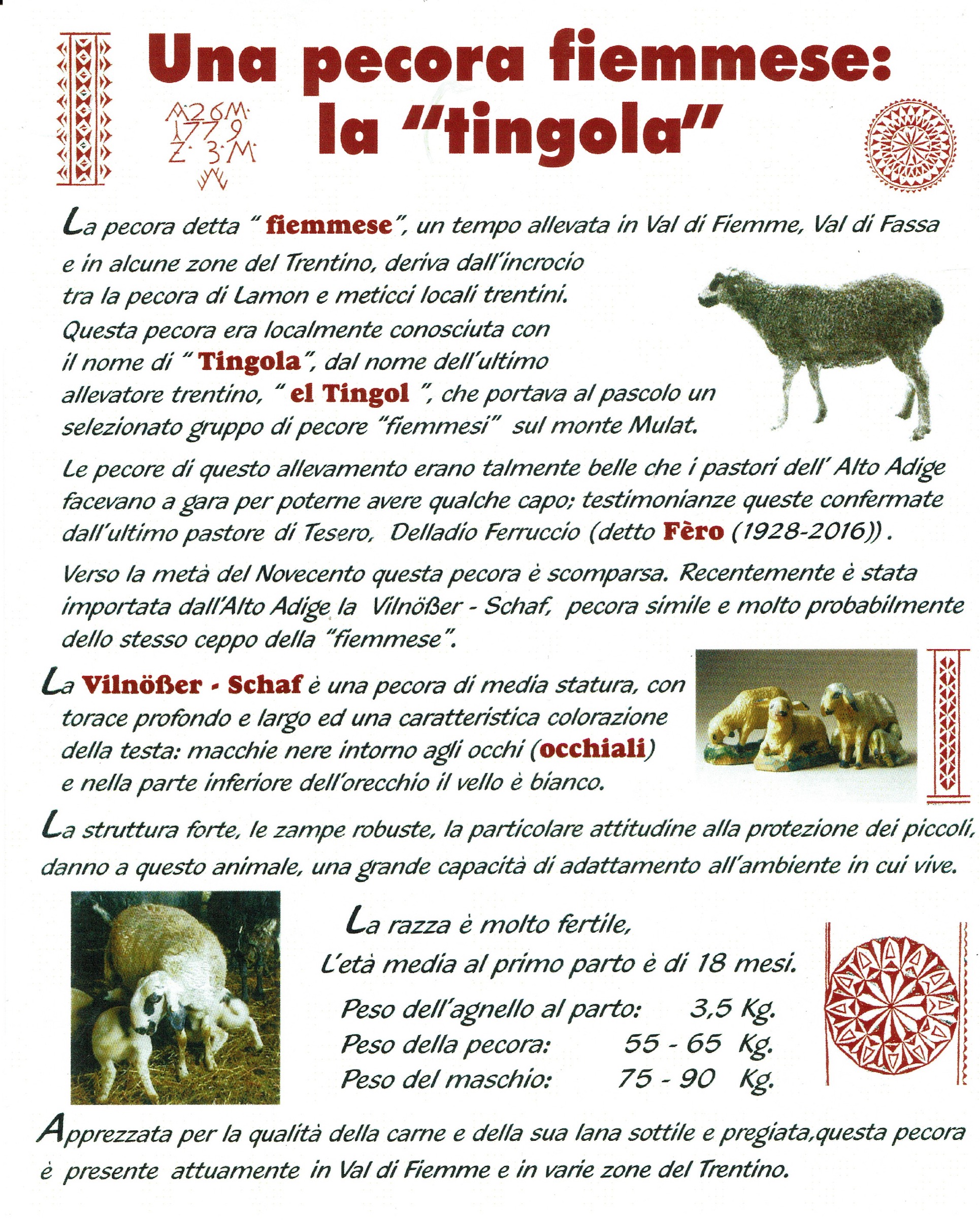 Wovember wool introducing the tingola fiemmese of trentino