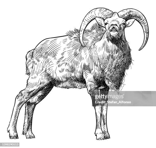 Tesio e corna di argali tibetani pecore di montagna illustrazione stock