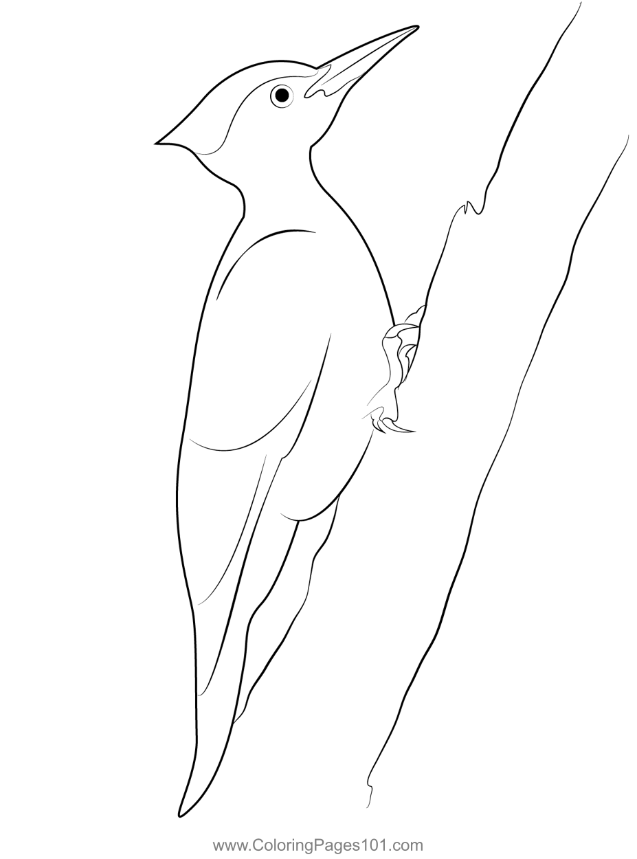 Male pileated woodpecker coloring page