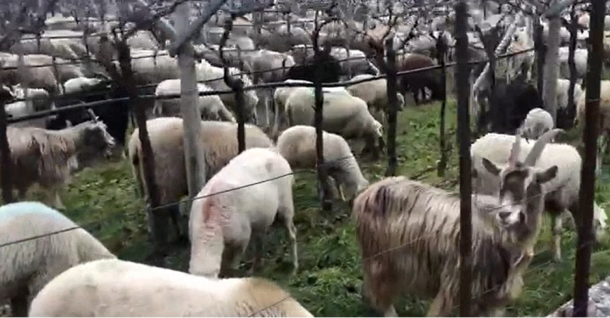 Video rumore di campanelli e belati tanta curiosã per un gregge di pecore che ha invaso il centro abato