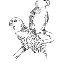 Peacock coloring pages