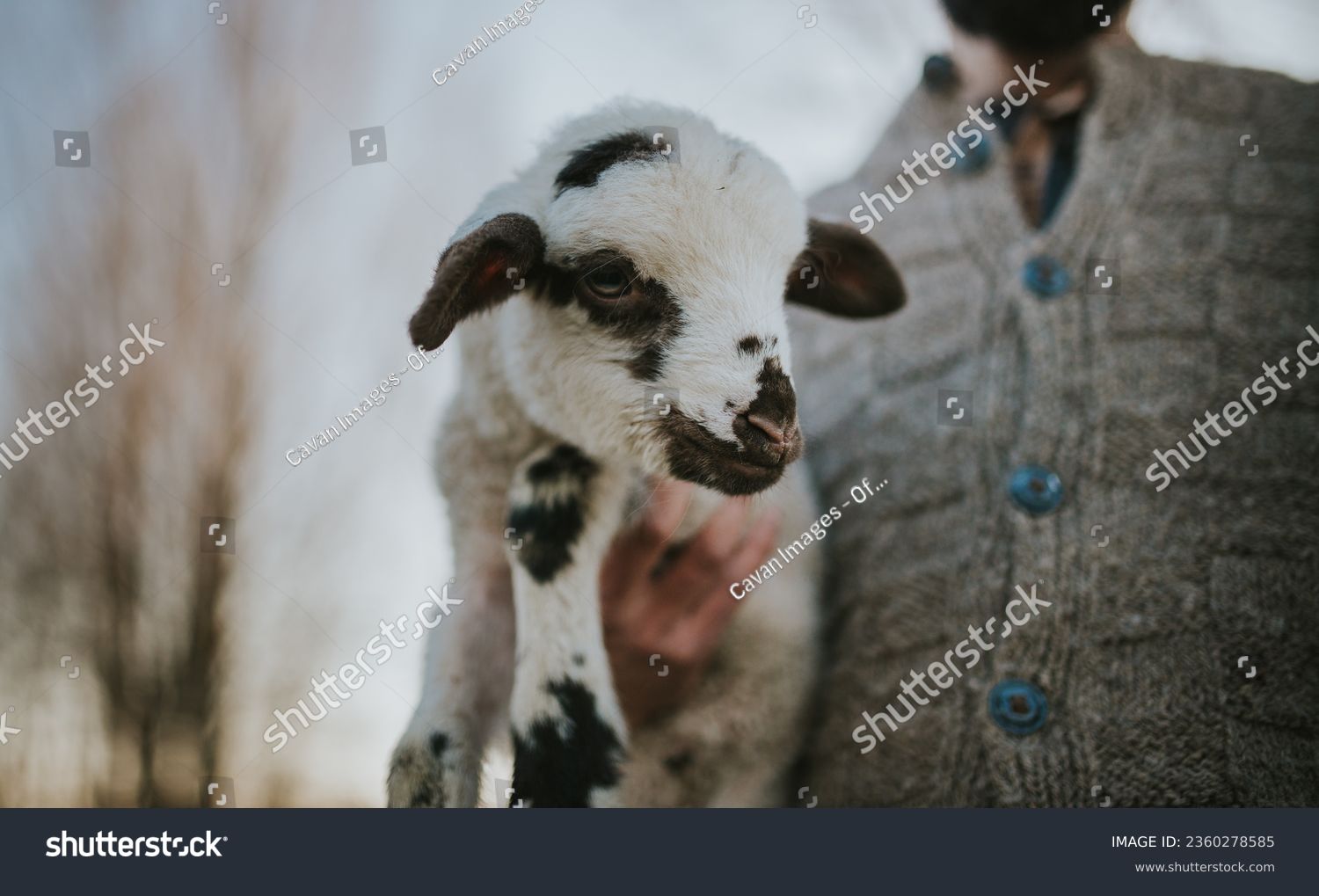 Immagini foto stock oggetti d e immagini vettoriali baby lamb