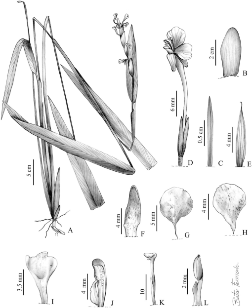 Taxonomic study of the species of maranta plum ex l marantaceae from northeastern brazil a neglected diversity center for the genus with five new species