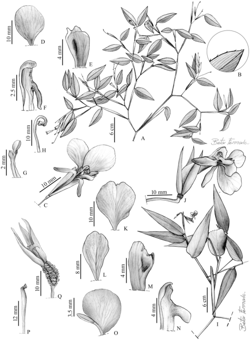 Taxonomic study of the species of maranta plum ex l marantaceae from northeastern brazil a neglected diversity center for the genus with five new species