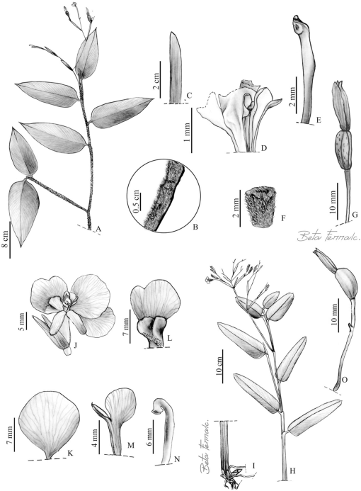 Taxonomic study of the species of maranta plum ex l marantaceae from northeastern brazil a neglected diversity center for the genus with five new species