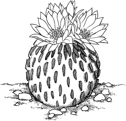 Cactus coloring pages printable for free download