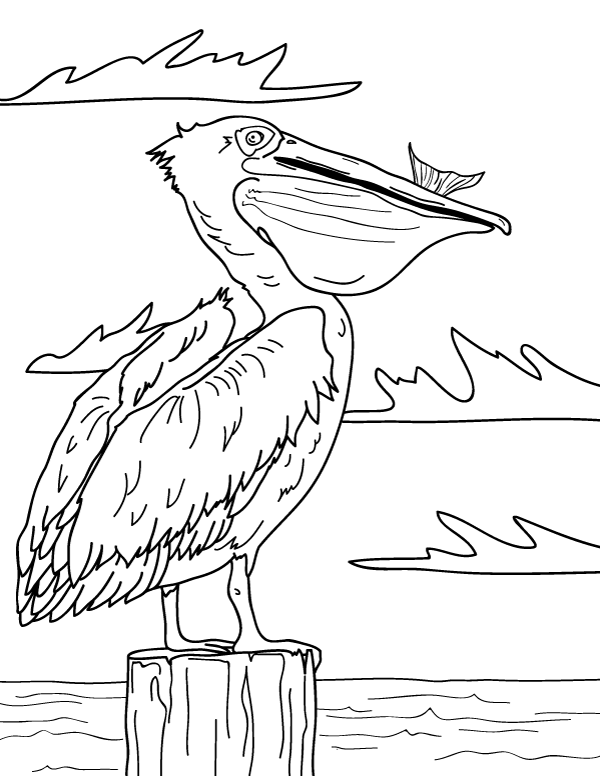 Free printable pelican coloring page download it at httpsmuseprintablesdownloadcoloring