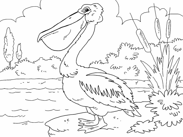 Pelican coloring page