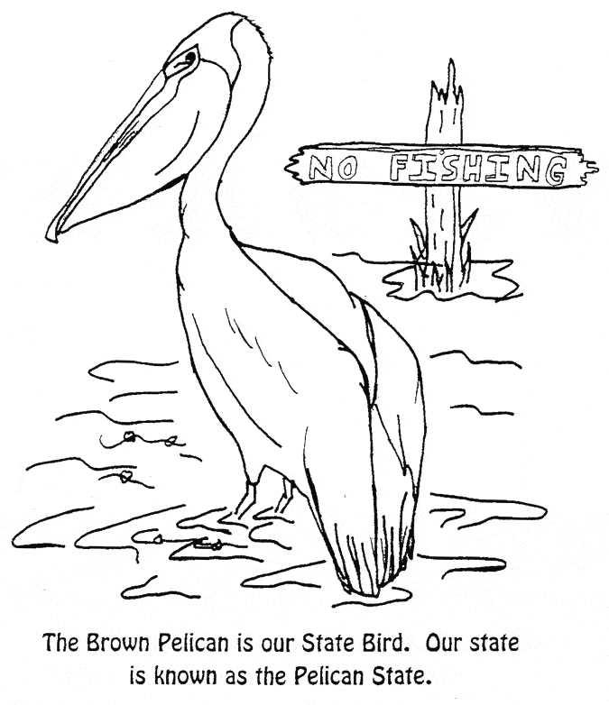 Pelican coloring page