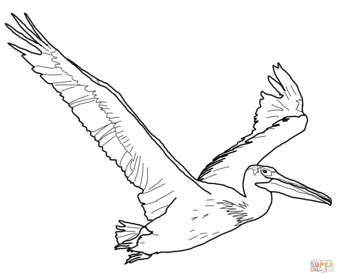 American white pelican coloring page free printable coloring pages coloring pages pelican art free printable coloring pages