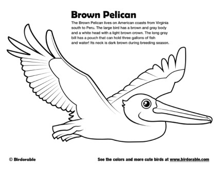 Brown pelican coloring page by