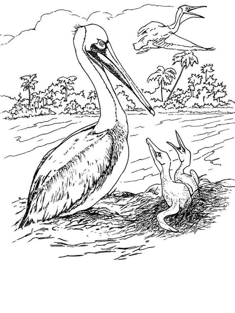 Pelican coloring pages