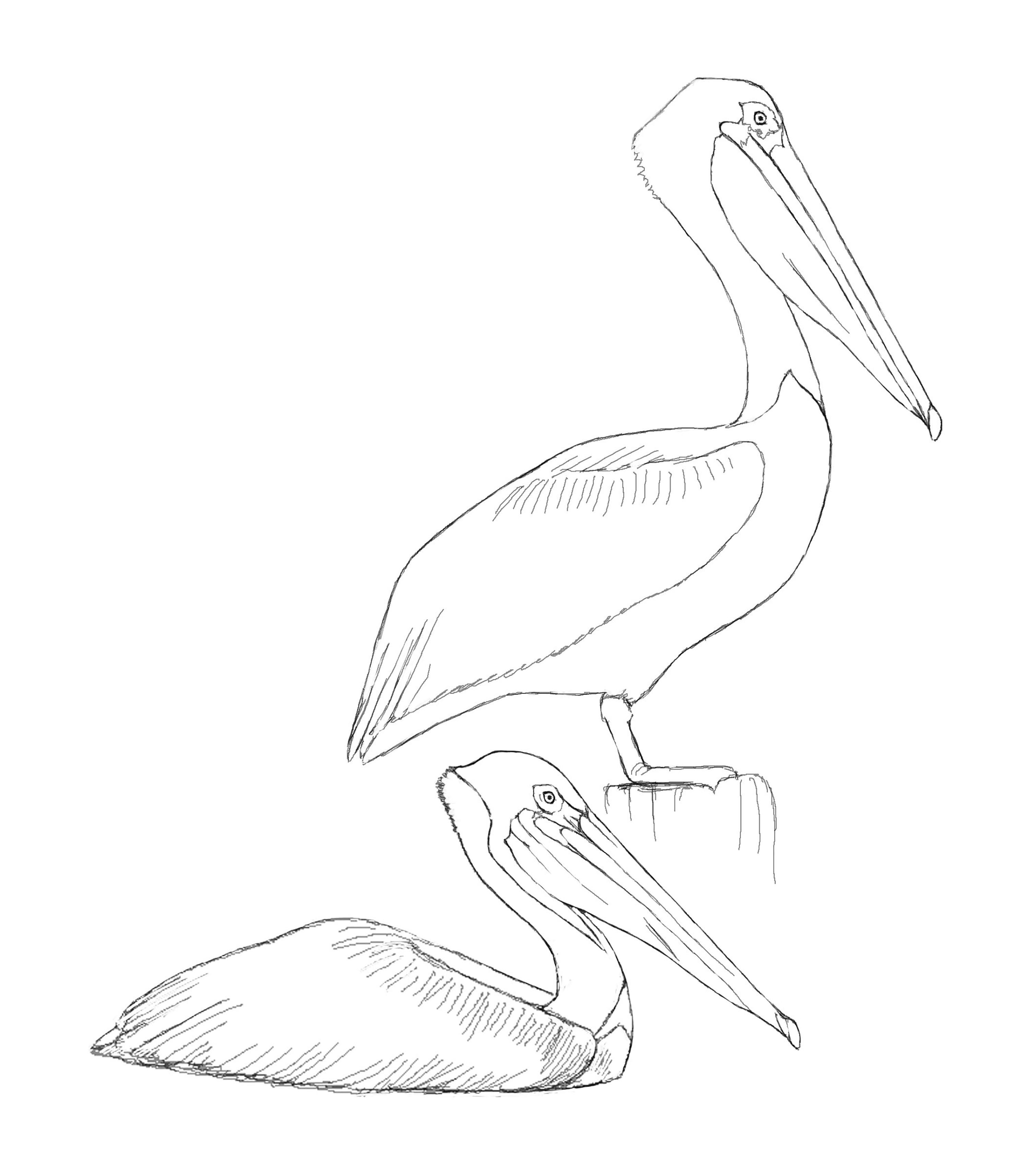 The david sibley birds coloring sheets brightly