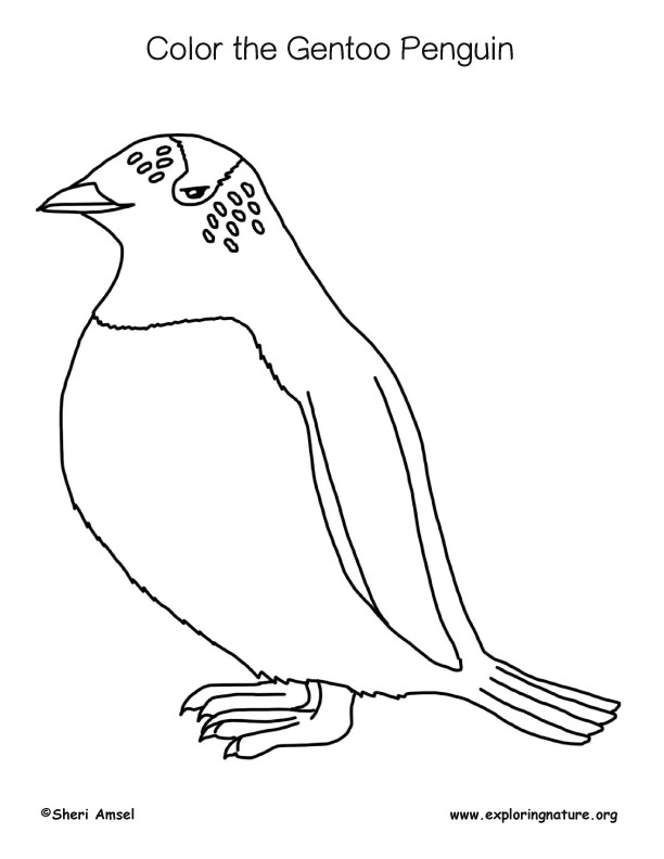 Penguin gentoo coloring page