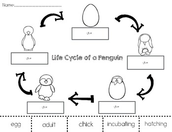 Penguin life cycle cut and paste by prekinders in paradise tpt