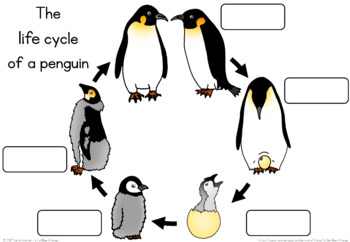 Penguin life cycle worksheet by little blue orange tpt