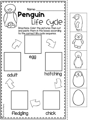 Penguin life cycle