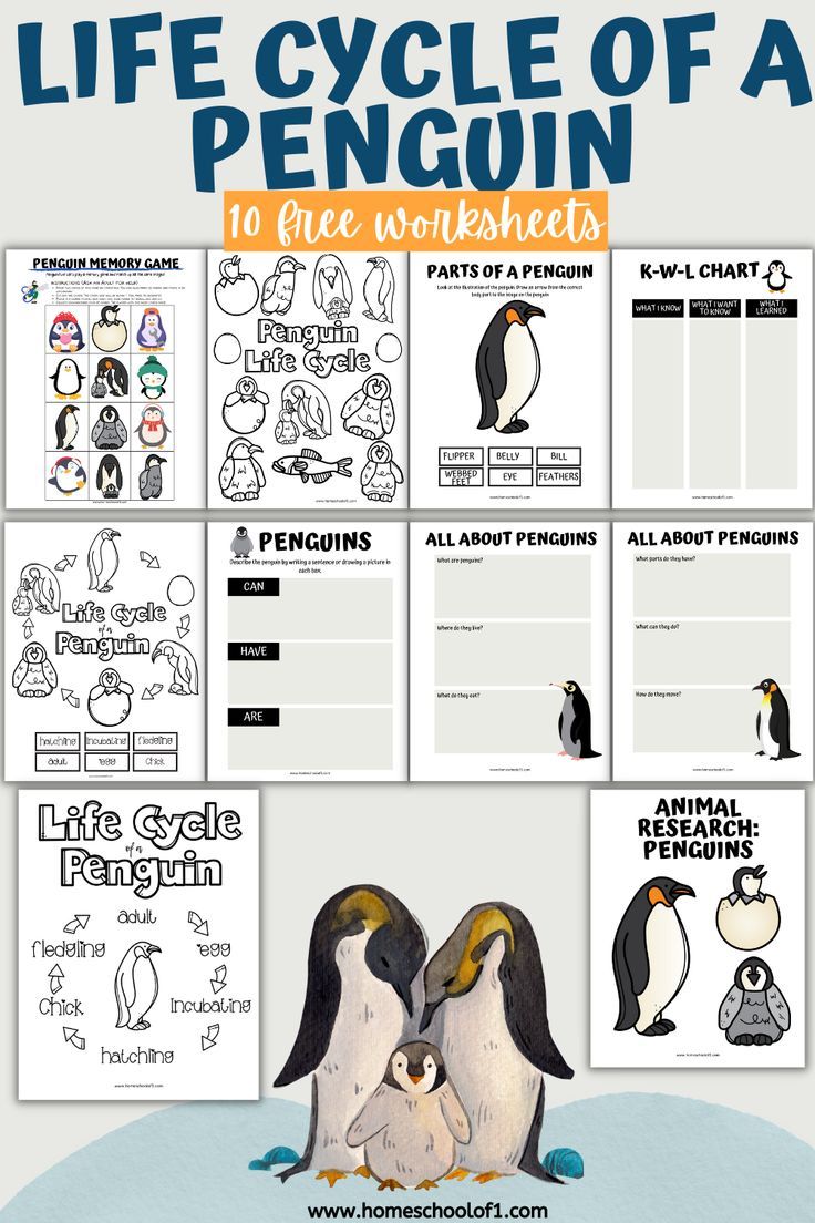 Free life cycle of a penguin worksheets penguin worksheets penguin life cycle life cycles