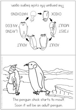 Penguin life cycle coloring booklet by little blue orange tpt