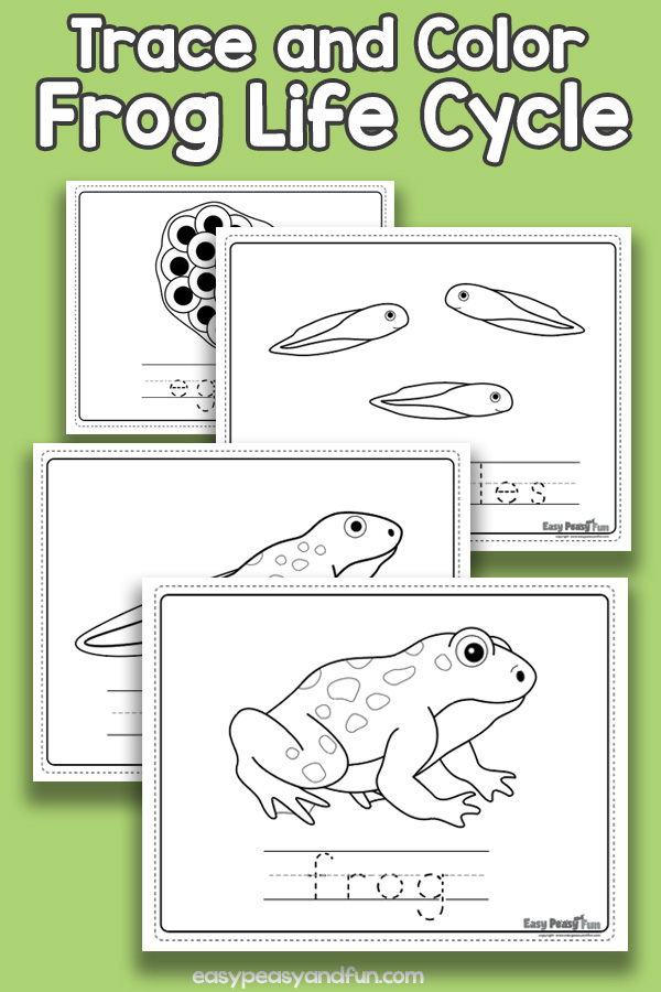 Vocabulary frog life cycle coloring pages â easy peasy and fun hip