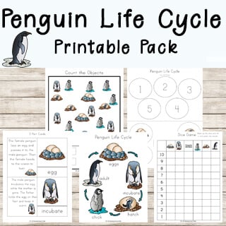 Penguin life cycle worksheets