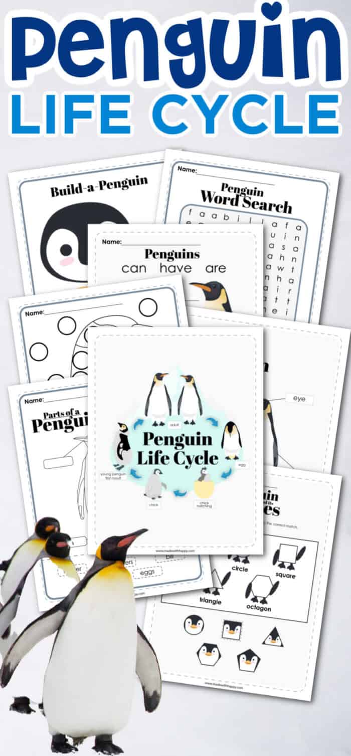 Penguin life cycle