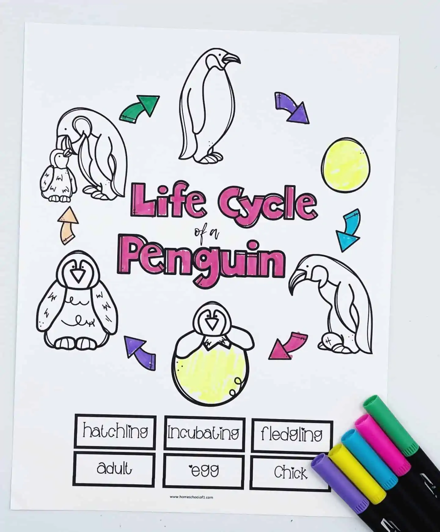 Free life cycle of a penguin worksheets