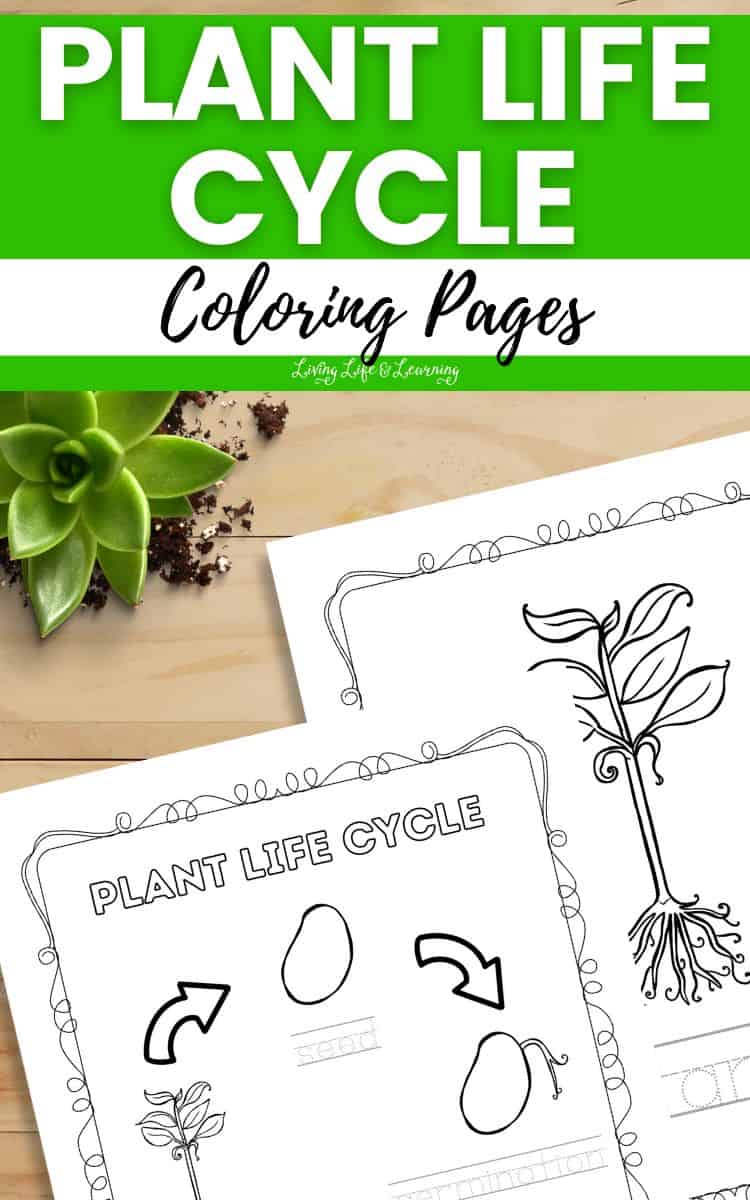 Plant life cycle coloring pages