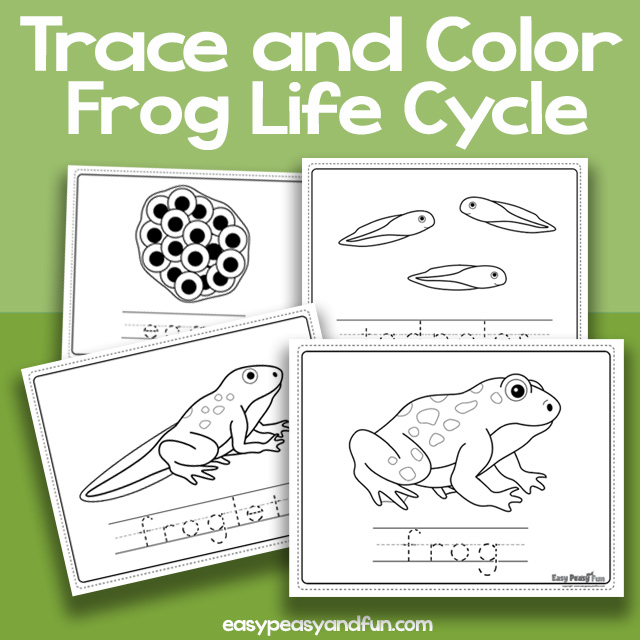 Vocabulary frog life cycle coloring pages â easy peasy and fun hip