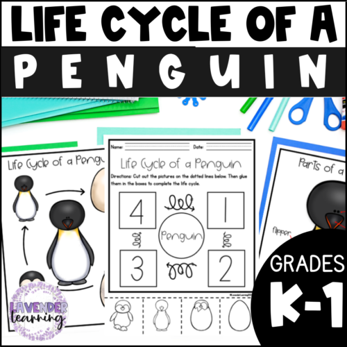 Life cycle of a penguin