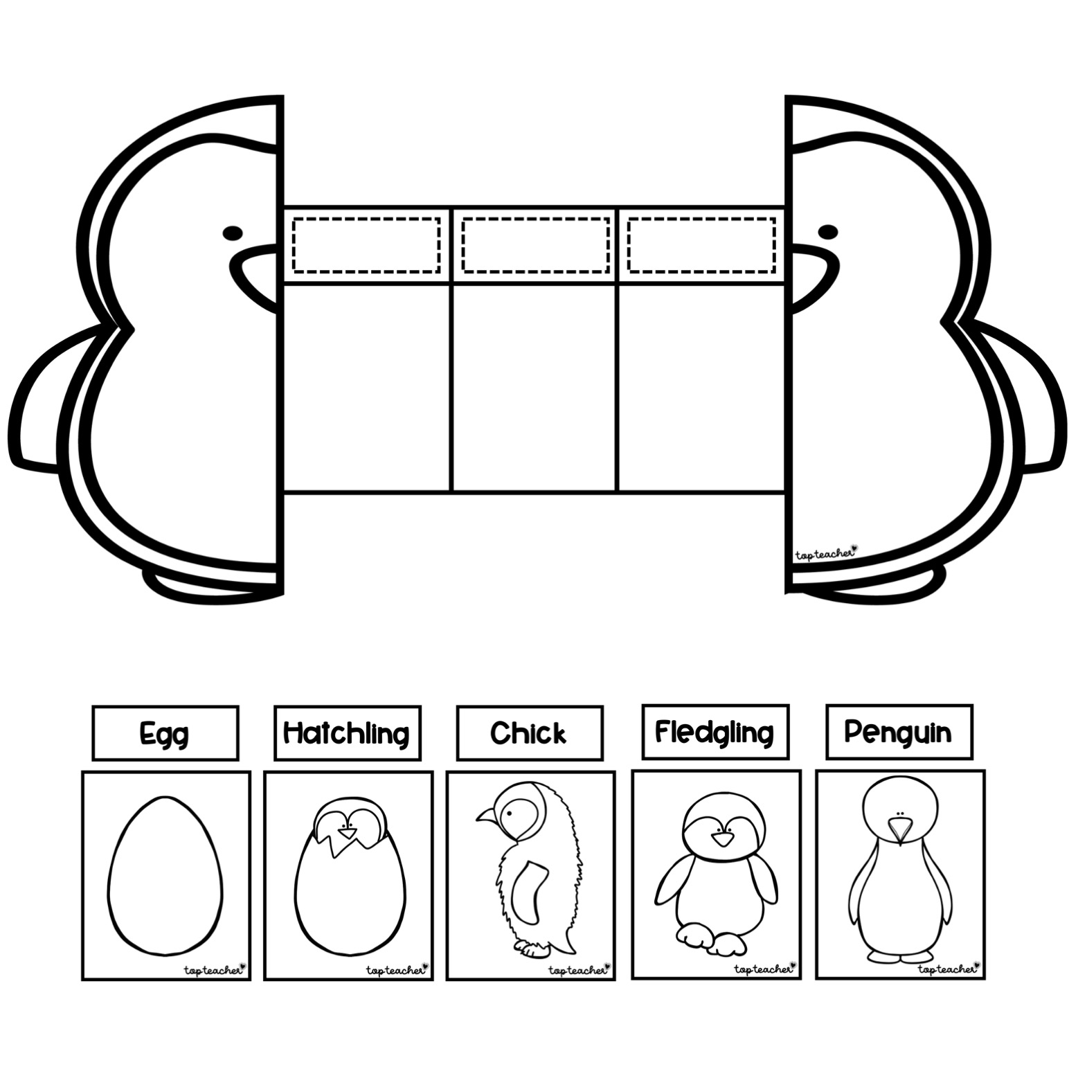 Grade penguin life cycle worksheets