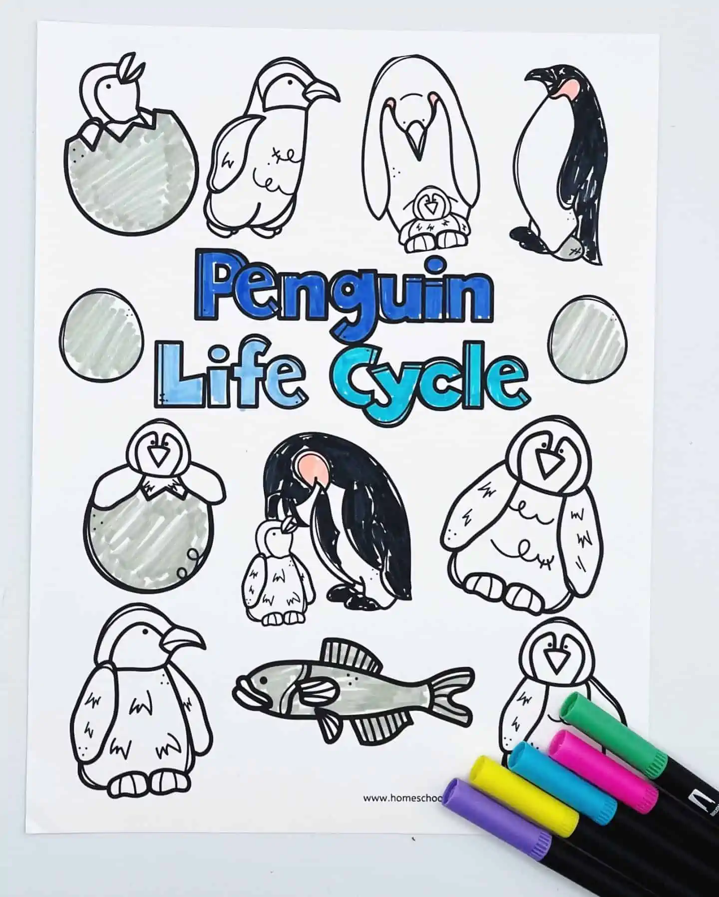 Free life cycle of a penguin worksheets