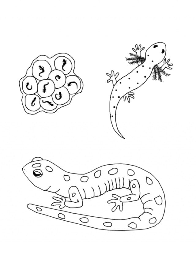 Biology lizard life cycle coloring page