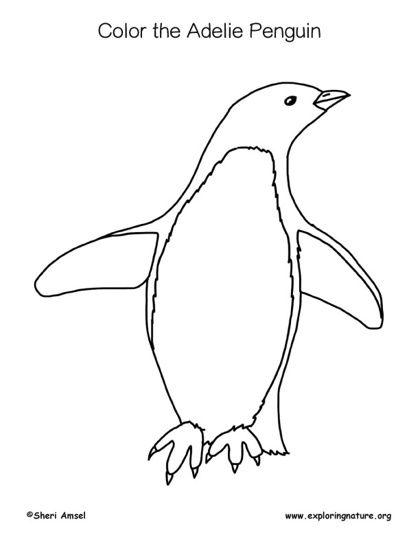 Penguin adelie coloring page