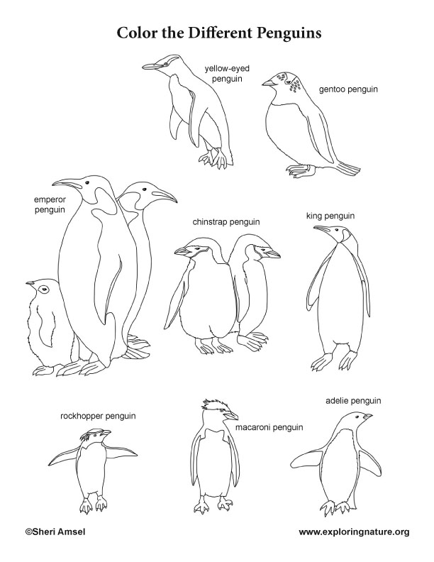 Penguins coloring page