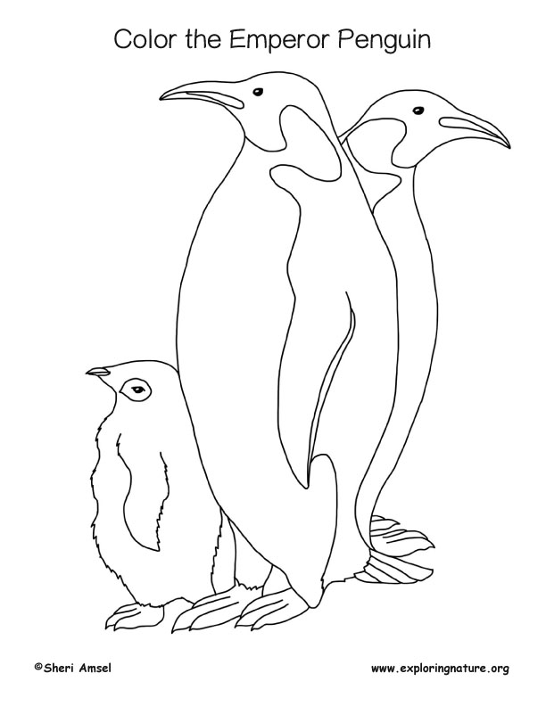 Penguin emperor coloring page