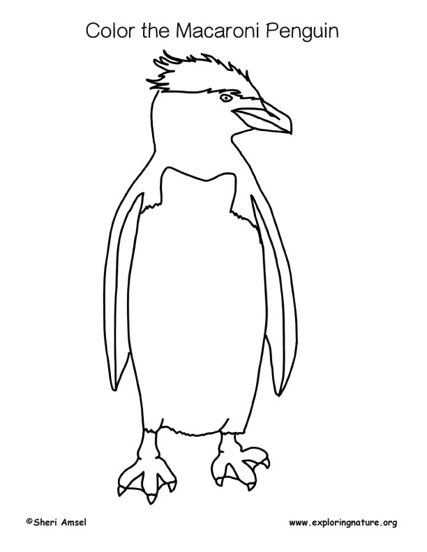 Penguin macaroni coloring page