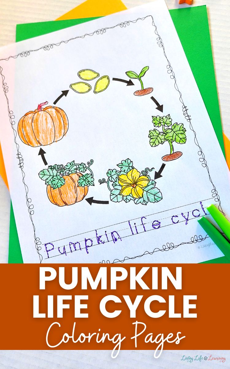 Pumpkin life cycle coloring pages