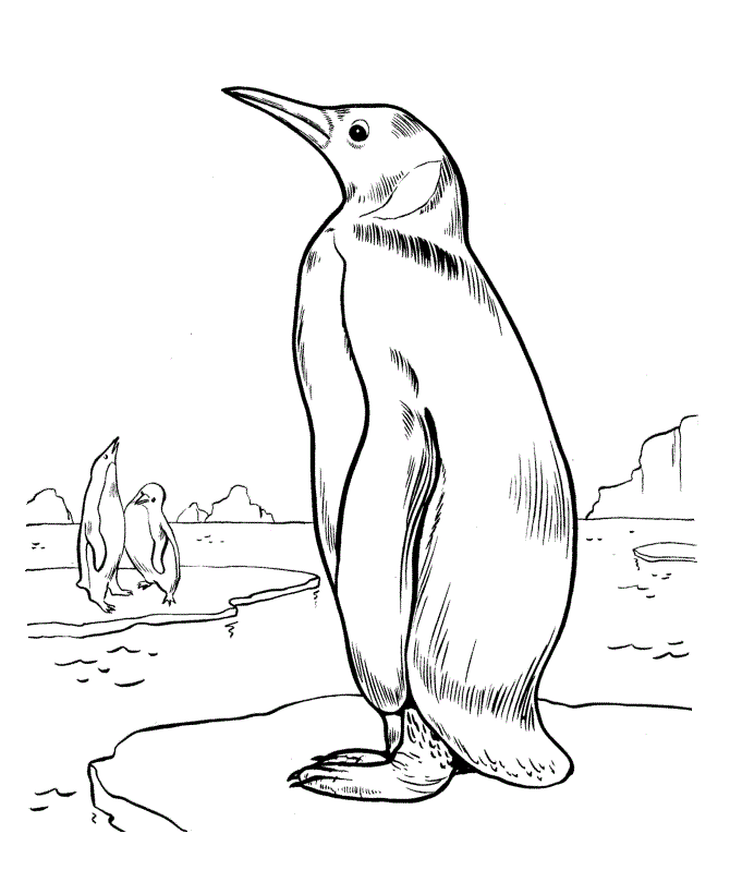 Free printable penguin coloring pages for kids zoo animal coloring pages penguin coloring pages animal coloring pages